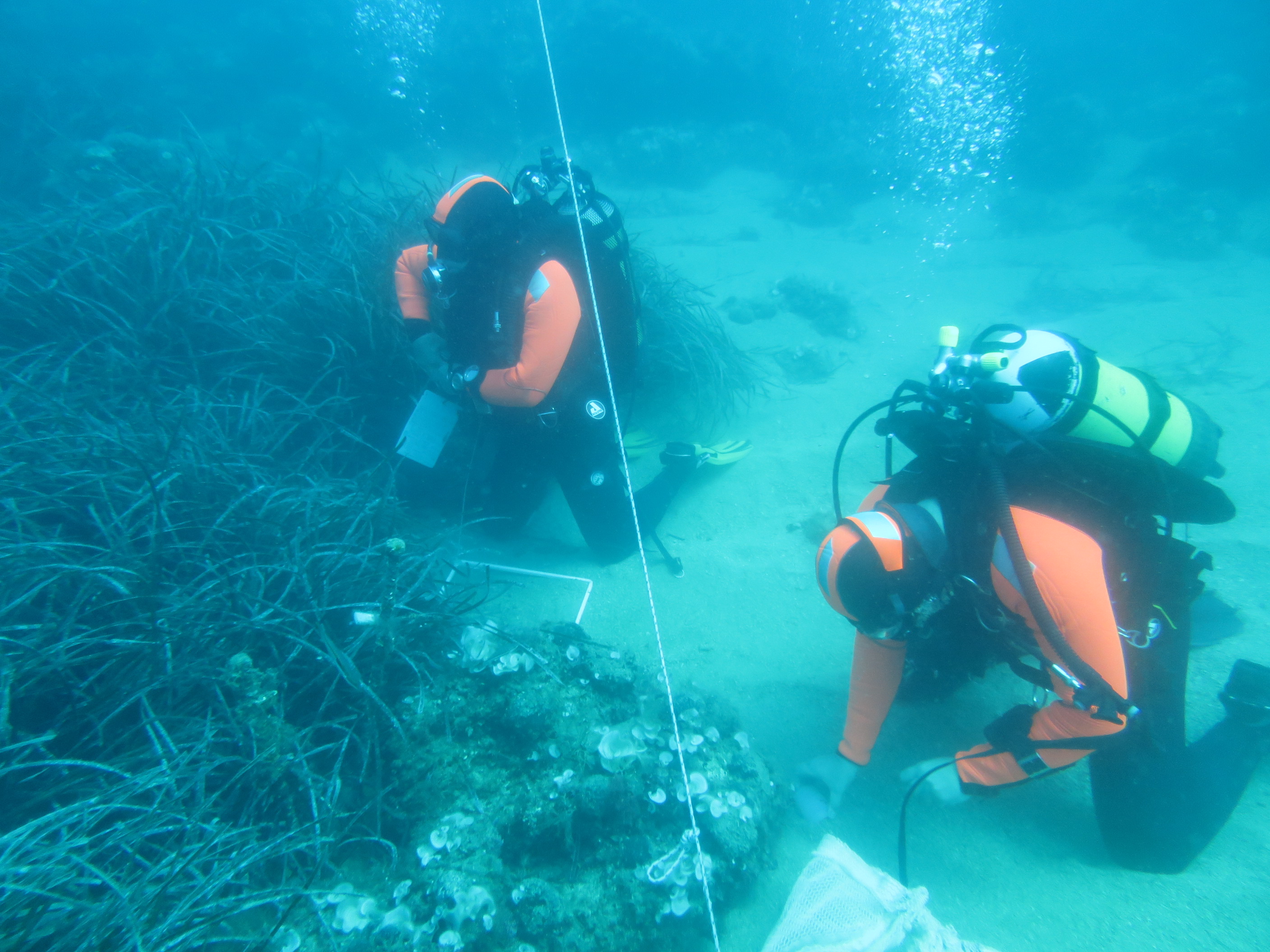 posidonia