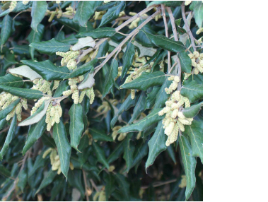 Quercus Ilex- Leccio